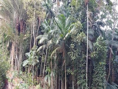 Terreno em Prata Quinta De Santo Antonio (TE0031)