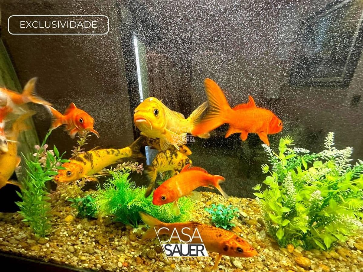 Casa no Laranjal - foto 5